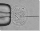 写真：マウス胚へのインジェクション-(株)オリエンタルバイオサービス