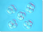 写真：４細胞期のマウス細胞-(株)オリエンタルバイオサービス
