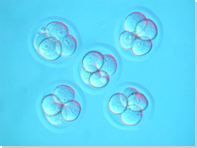 写真：４細胞期のマウス胚細胞－マウス胚の超低温（凍結）保存-(株)オリエンタルバイオサービス