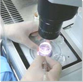 写真：マウス胚操作の作業風景－(株)オリエンタルバイオサービス